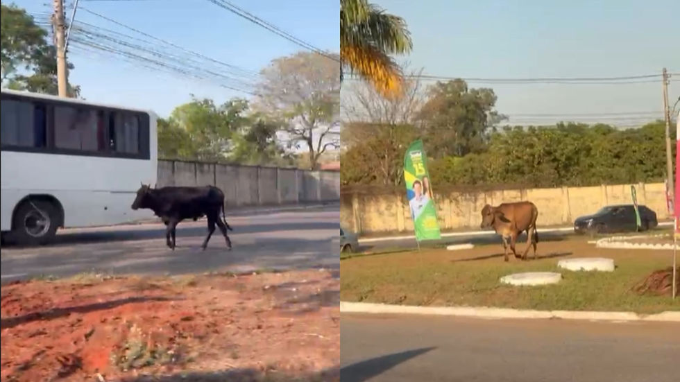 Duas vacas caminham às margens de uma avenida de Goiânia enquanto veículos passam pela pista e bandeiras políticas aparecem no local.