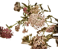 Yarrow Cropped Small cut2.png