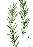 juniper.jpg