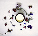 Rose Cream Cropped.jpg