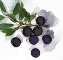 Sloes small colour.jpg
