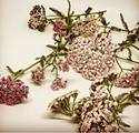 Yarrow Cropped Small.jpg
