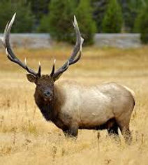 Elk at Thompson hunting lodge in south Texas