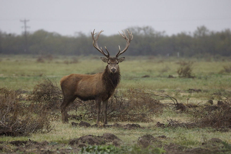 Nice Elk