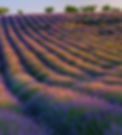 lavender right.jpg