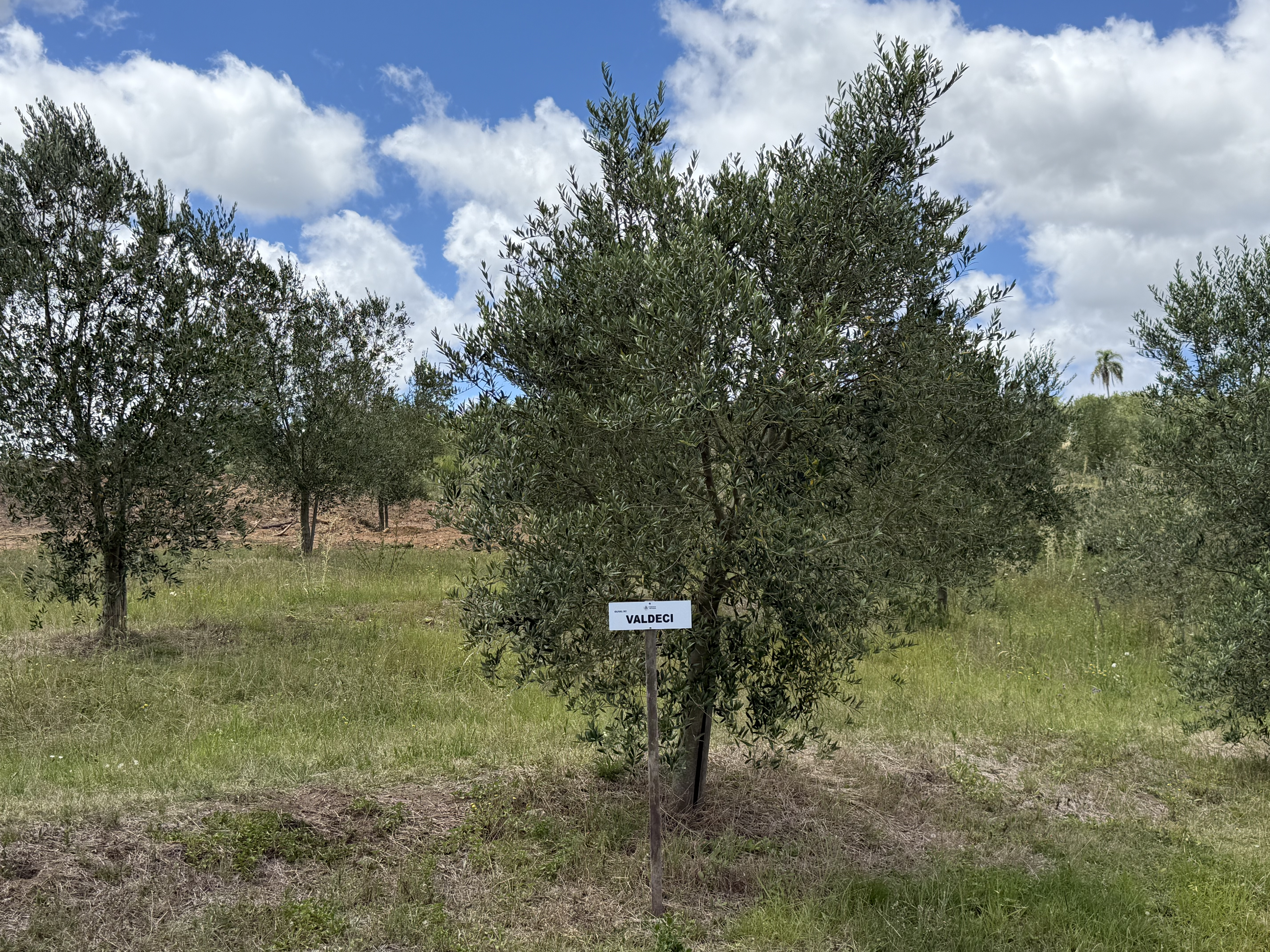 Sua oliveira na Fazenda Serra dos Tapes segue se desenvolvendo, sendo cuidada para produzir azeite de alta qualidade.