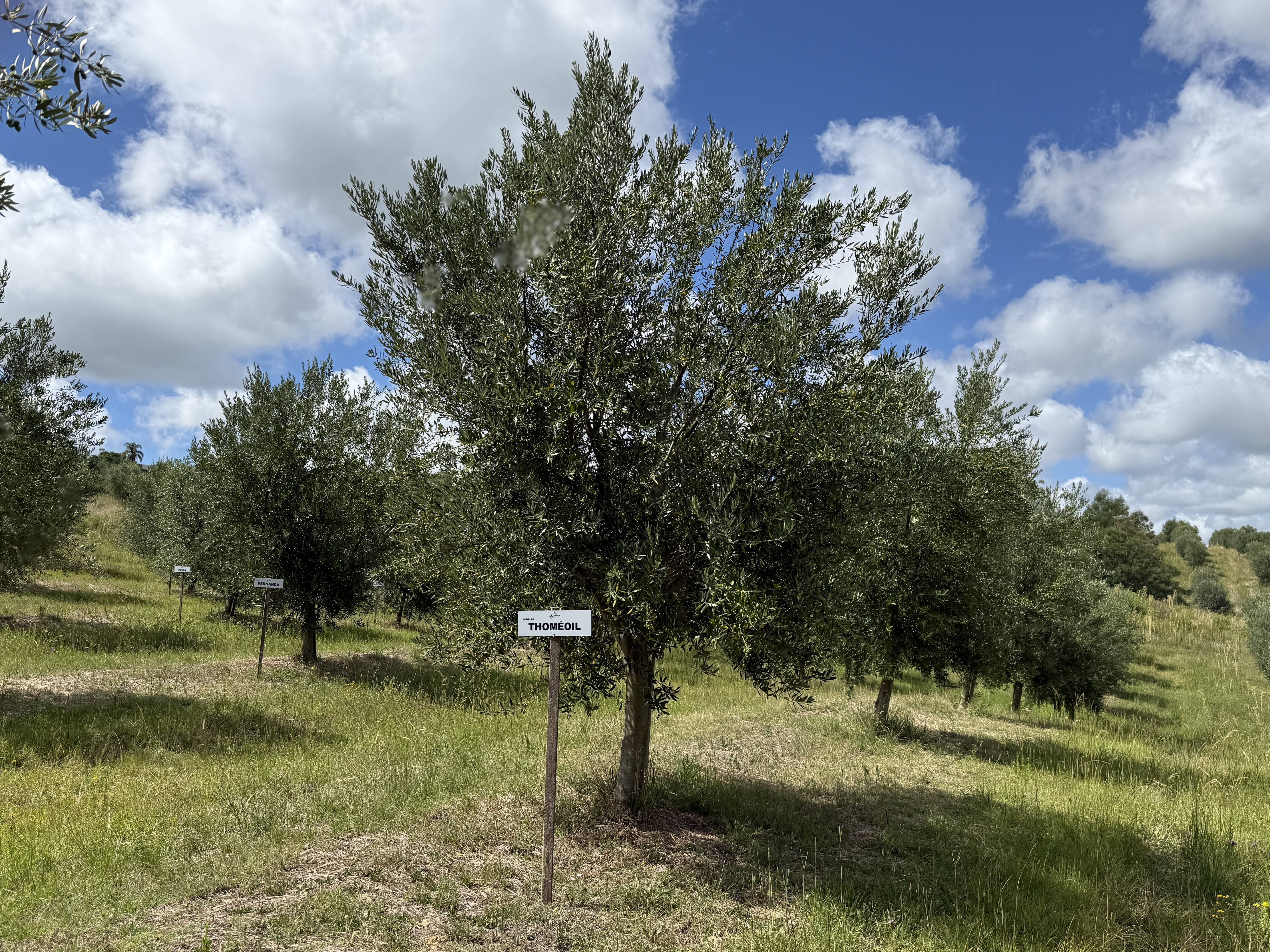 Sua oliveira na Fazenda Serra dos Tapes segue se desenvolvendo, sendo cuidada para produzir azeite de alta qualidade.