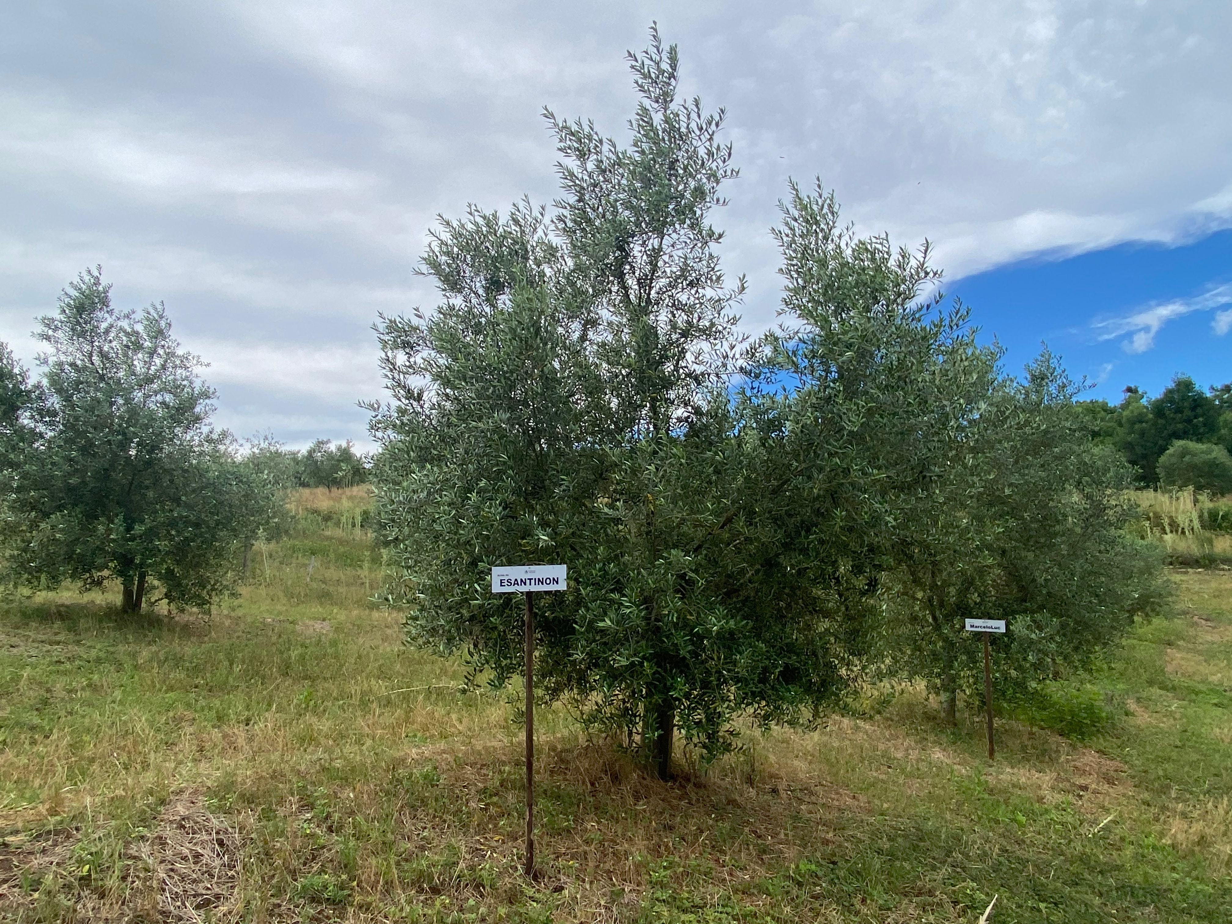 Sua oliveira na Fazenda Serra dos Tapes segue se desenvolvendo, sendo cuidada para produzir azeite de alta qualidade.