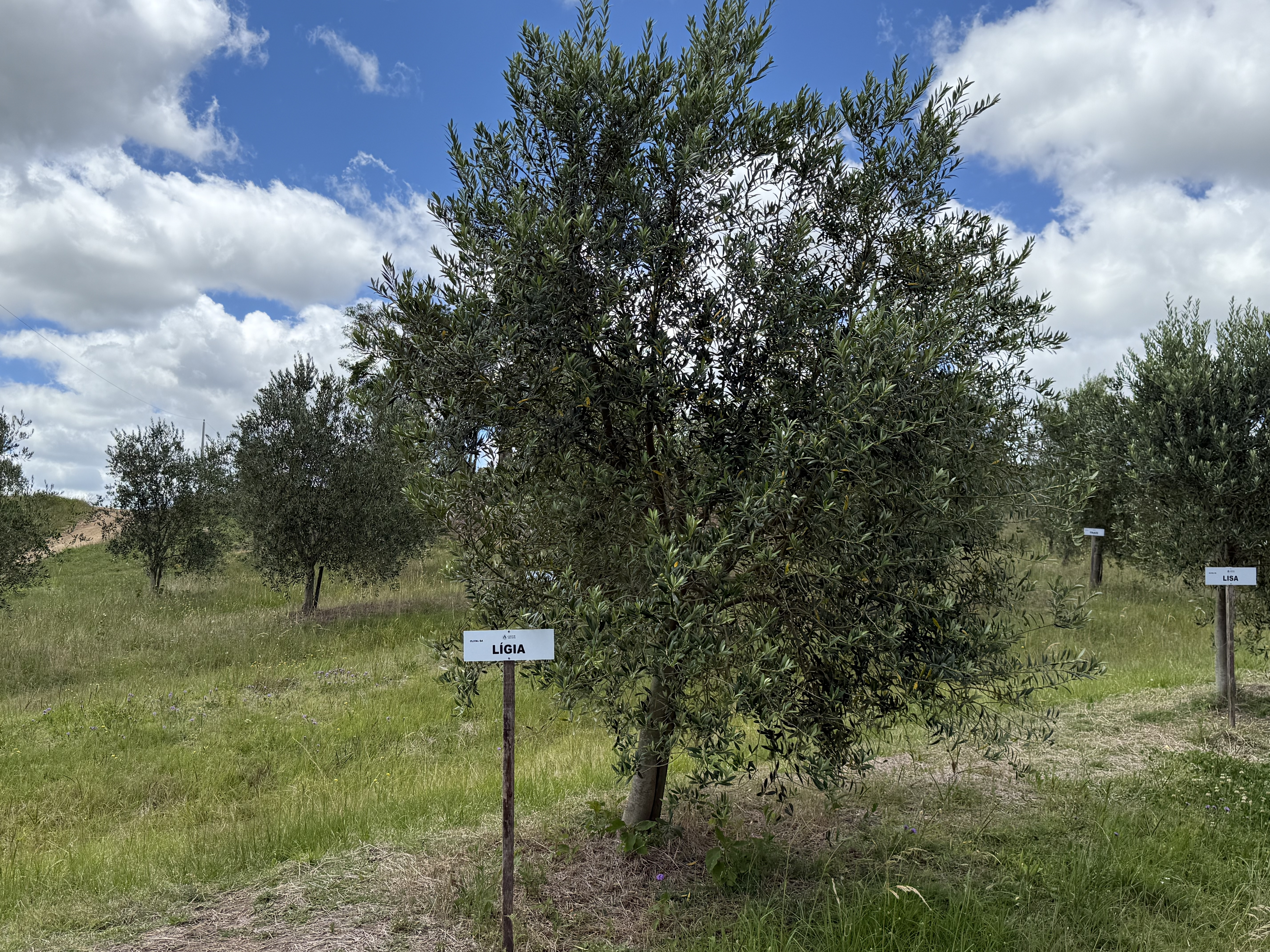 Sua oliveira na Fazenda Serra dos Tapes segue se desenvolvendo, sendo cuidada para produzir azeite de alta qualidade.