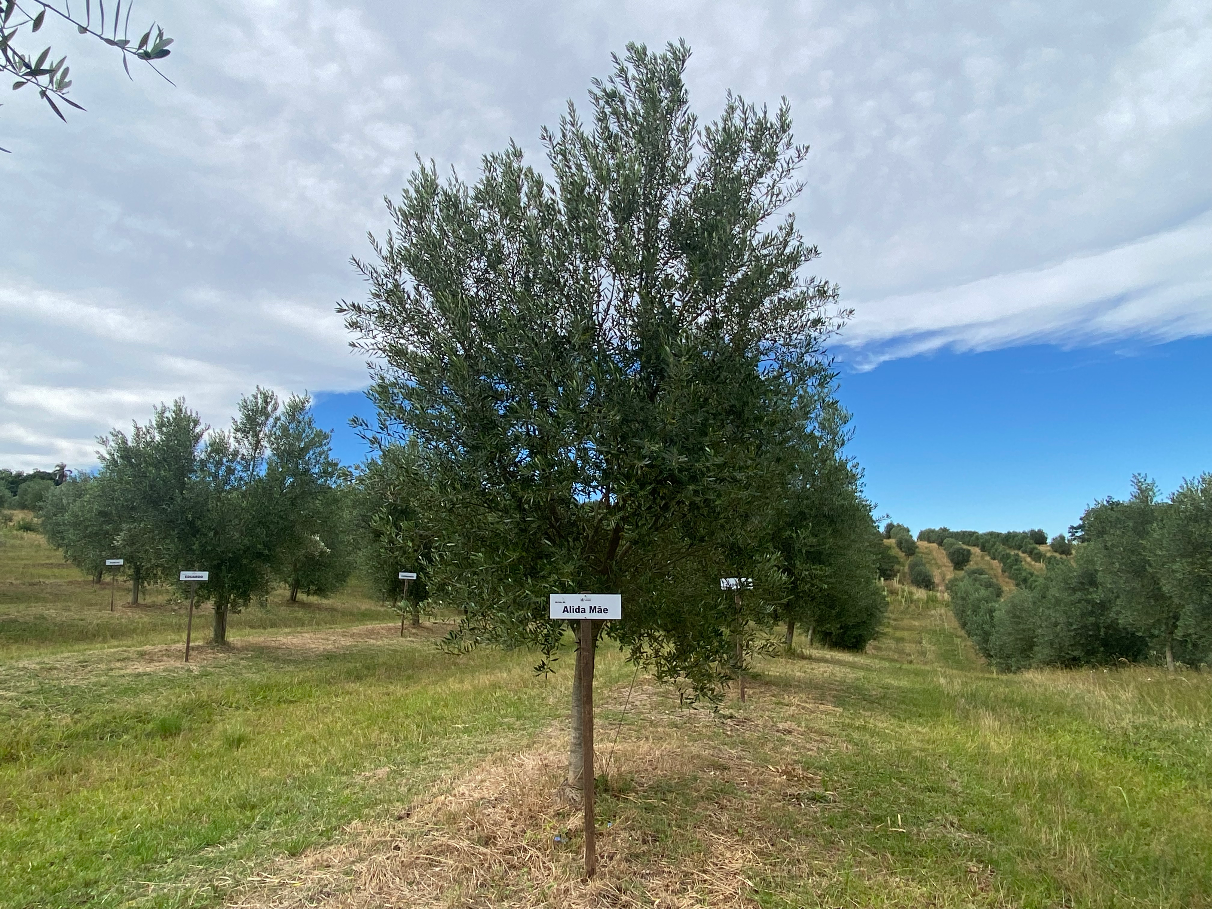 Sua oliveira na Fazenda Serra dos Tapes segue se desenvolvendo, sendo cuidada para produzir azeite de alta qualidade.