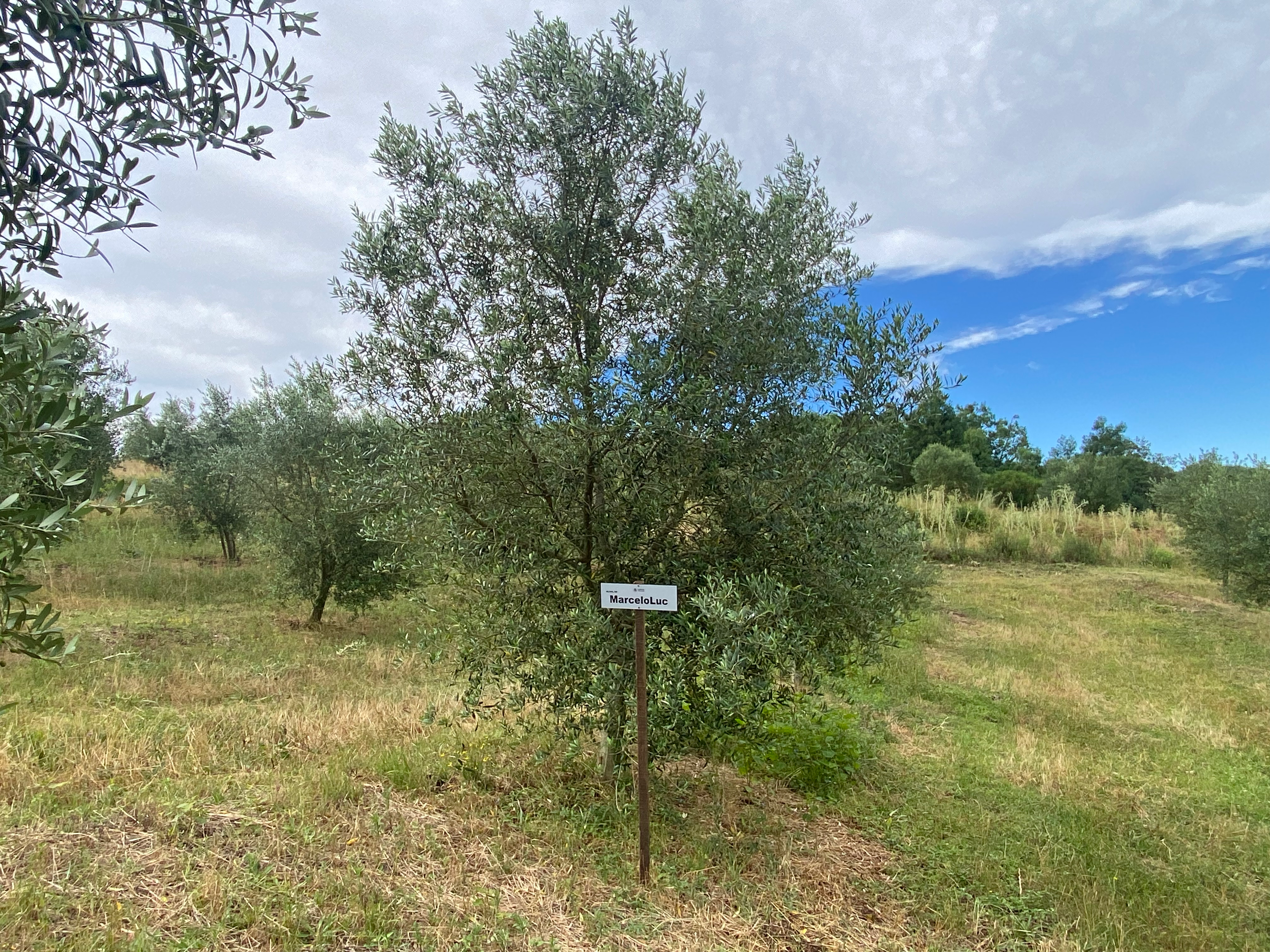 Sua oliveira na Fazenda Serra dos Tapes segue se desenvolvendo, sendo cuidada para produzir azeite de alta qualidade.