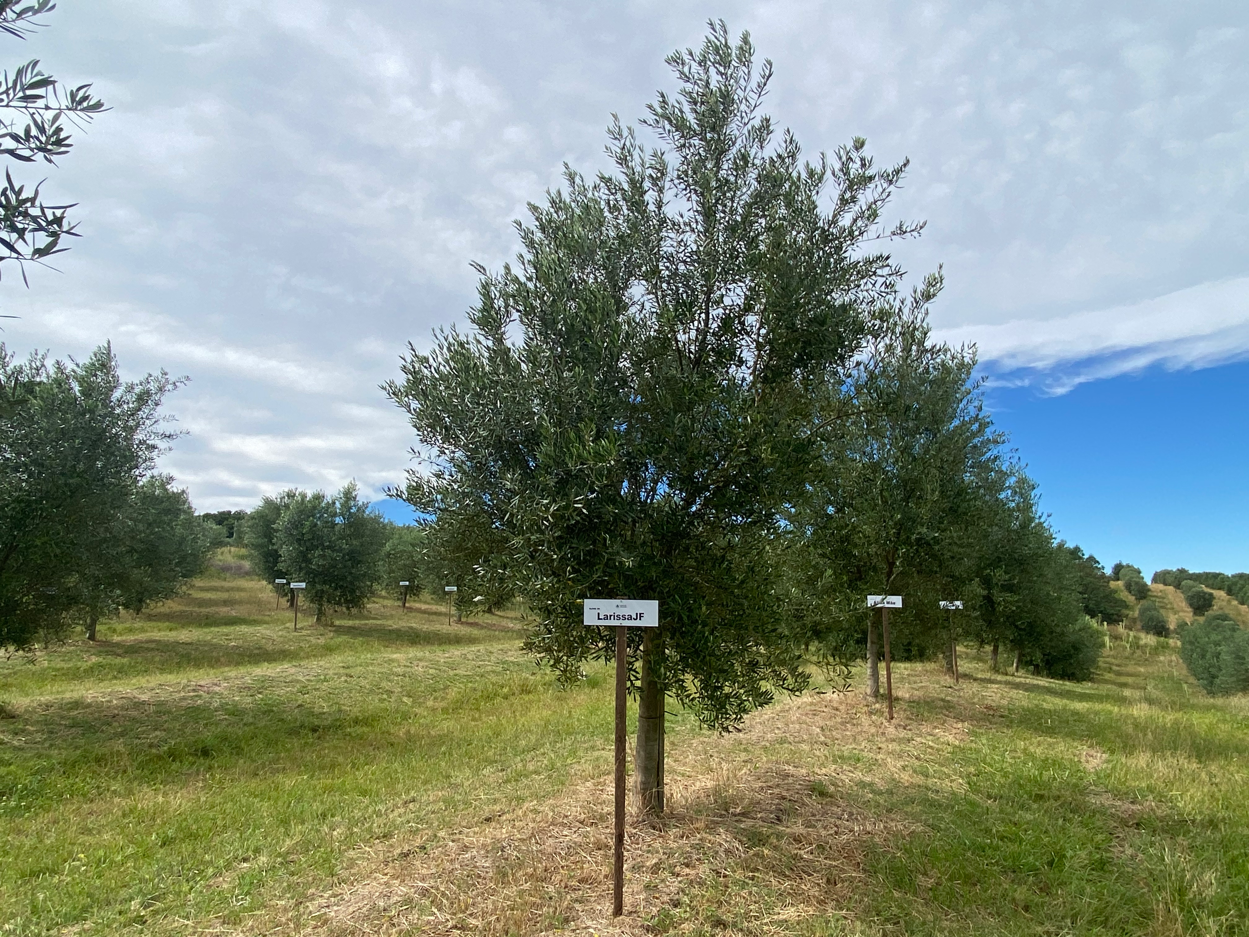 Sua oliveira na Fazenda Serra dos Tapes segue se desenvolvendo, sendo cuidada para produzir azeite de alta qualidade.
