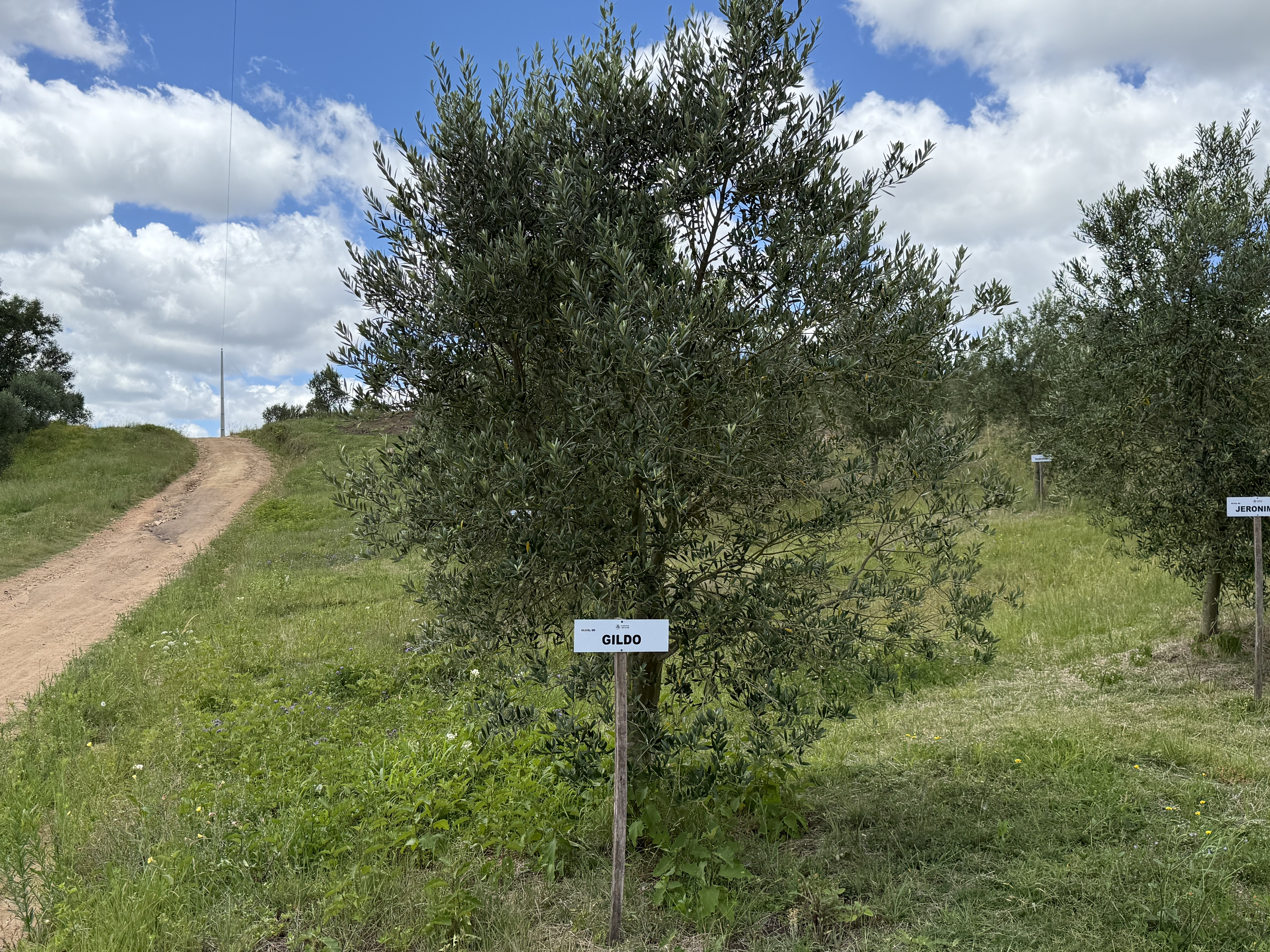Sua oliveira na Fazenda Serra dos Tapes segue se desenvolvendo, sendo cuidada para produzir azeite de alta qualidade.