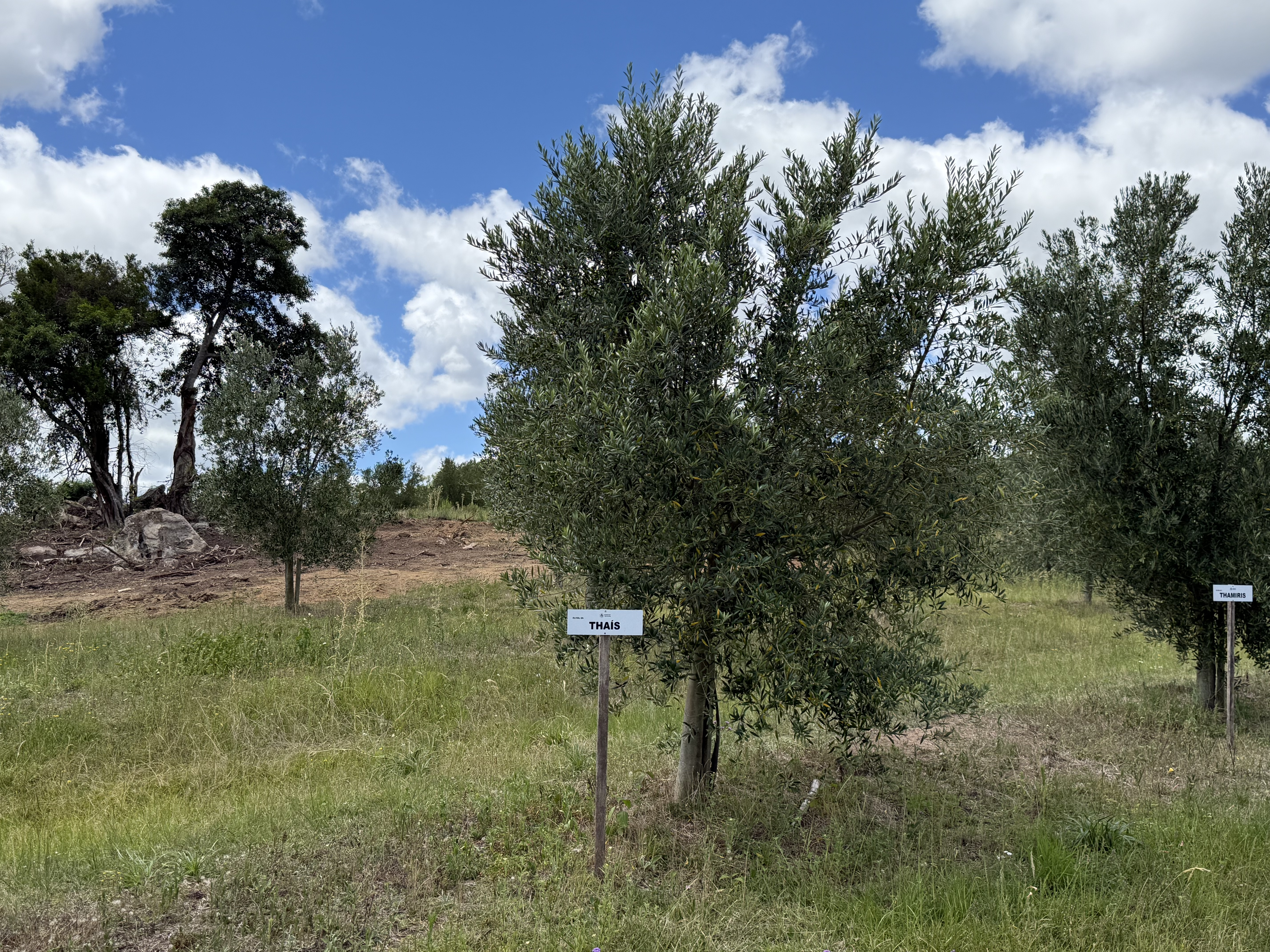 Sua oliveira na Fazenda Serra dos Tapes segue se desenvolvendo, sendo cuidada para produzir azeite de alta qualidade.