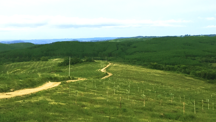 Fazenda Serra dos Tapes, rodeado por paisagens exuberantes e demonstrando a grandiosidade da produção de azeite