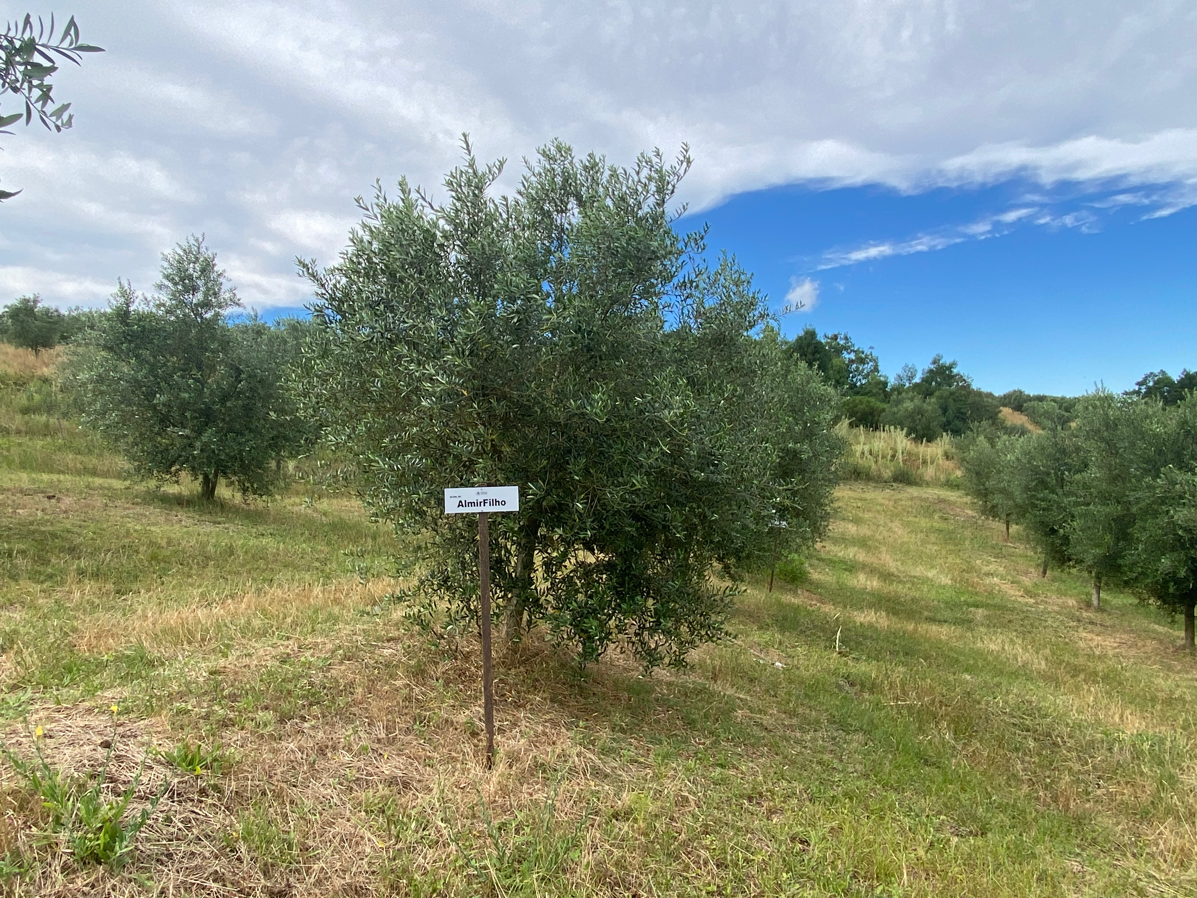 Sua oliveira na Fazenda Serra dos Tapes segue se desenvolvendo, sendo cuidada para produzir azeite de alta qualidade.