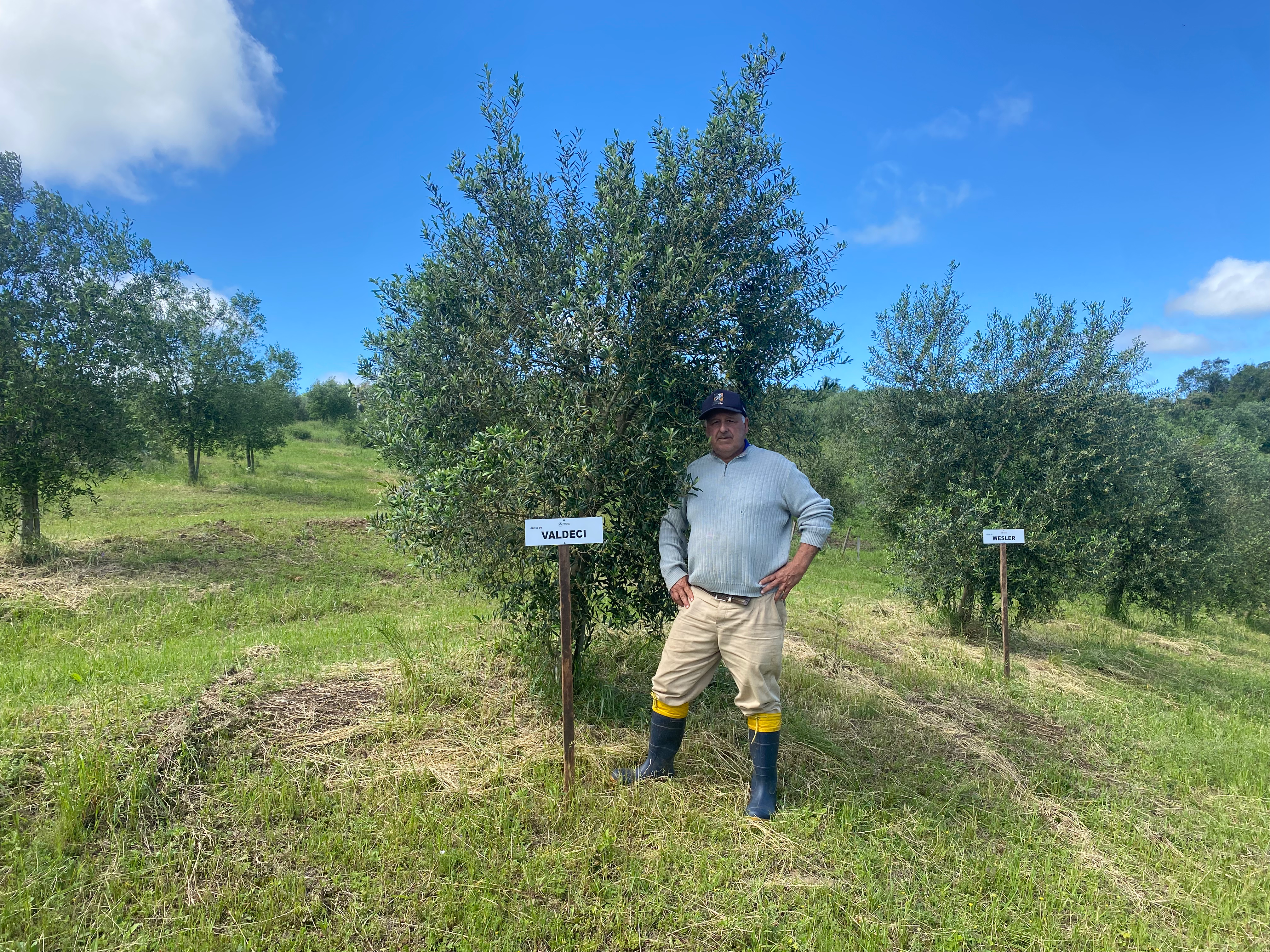 Sua oliveira na Fazenda Serra dos Tapes segue se desenvolvendo, sendo cuidada para produzir azeite de alta qualidade.