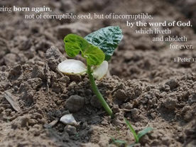 Incorruptible Seed