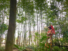 竹林の中で金色の色打掛を着て、赤い番傘をさして立っている新婦