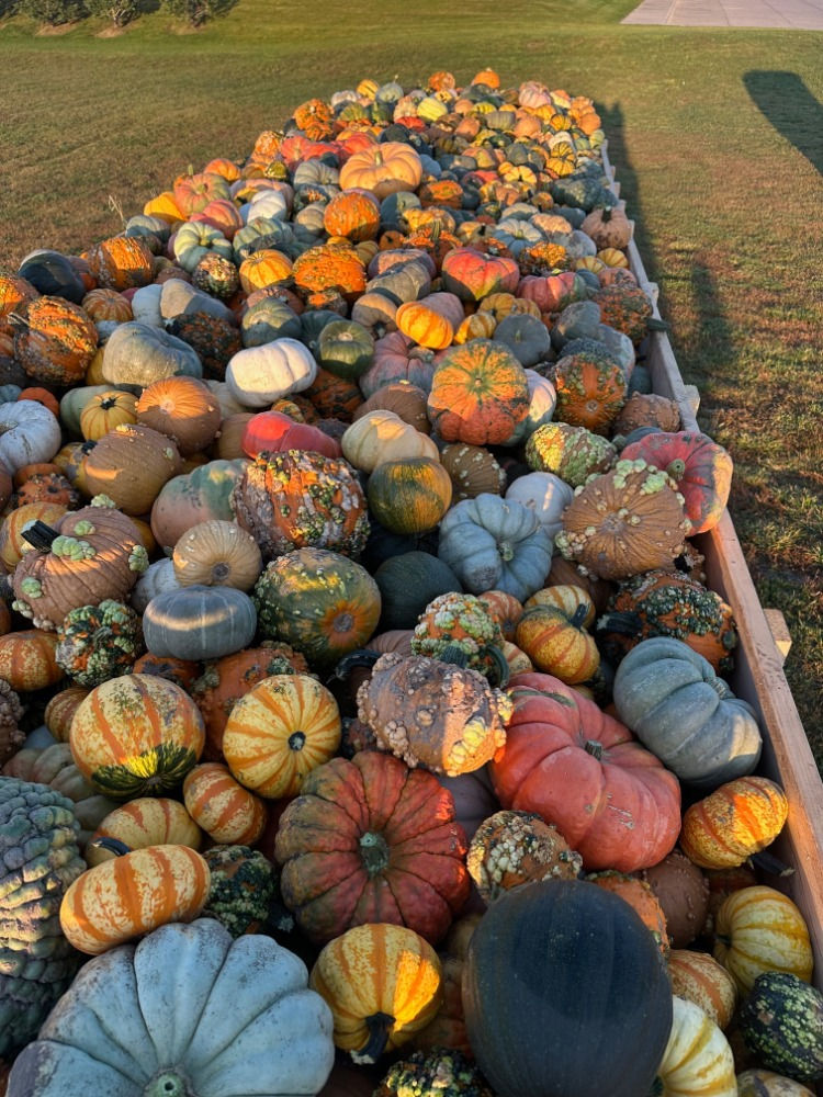 Decorative Pumpkins