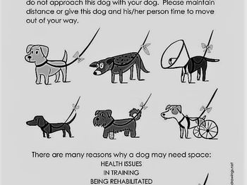 The Yellow Dog Project