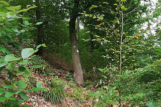 cimetiere forêt