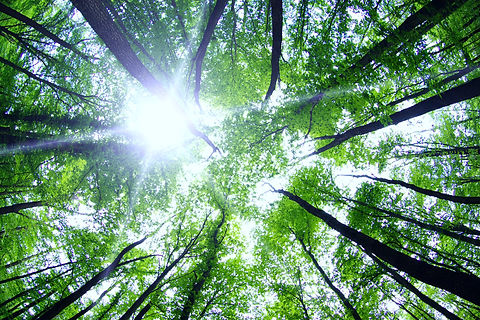 Forêt Sanctuaire