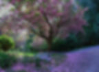blossoms at Xanadu