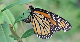 New study asks if momma monarch really knows what milkweed is best for her kids