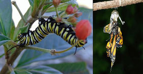 The link between OE disease and tropical milkweed in coastal monarchs: by Dara Satterfield