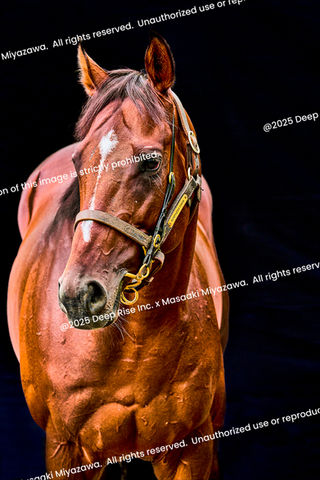 サラブレッドの肖像《Portraits of Thoroughbreds》 | ​宮澤正明
