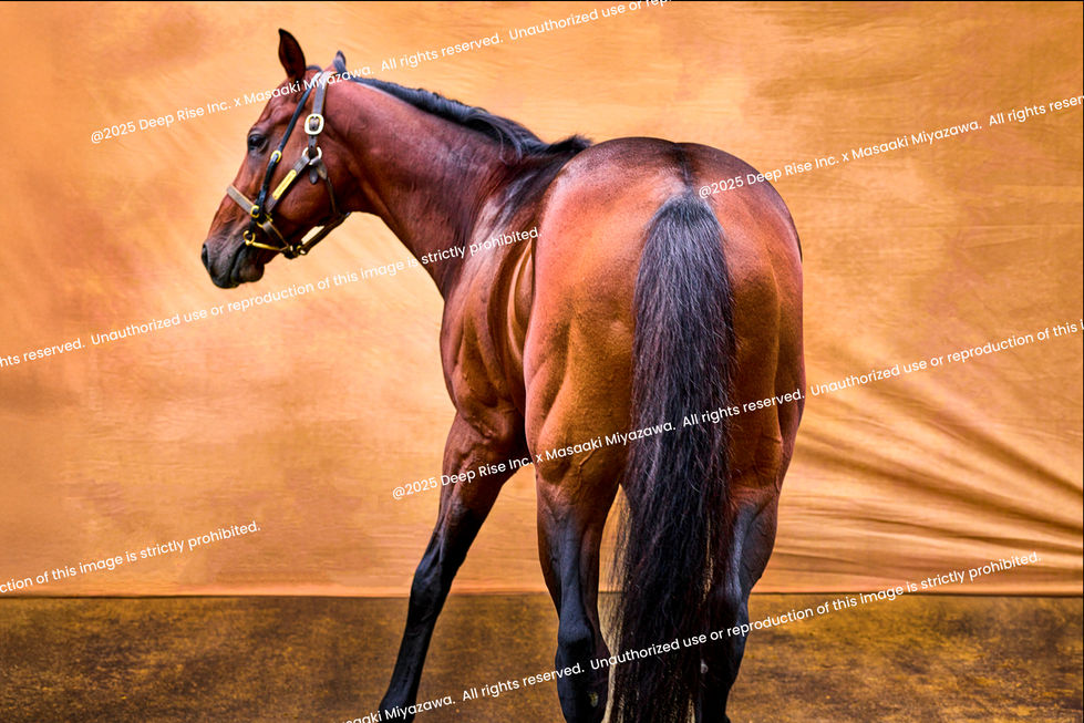 サラブレッドの肖像《Portraits of Thoroughbreds》