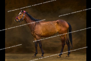 サラブレッドの肖像《Portraits of Thoroughbreds》 | ​宮澤正明