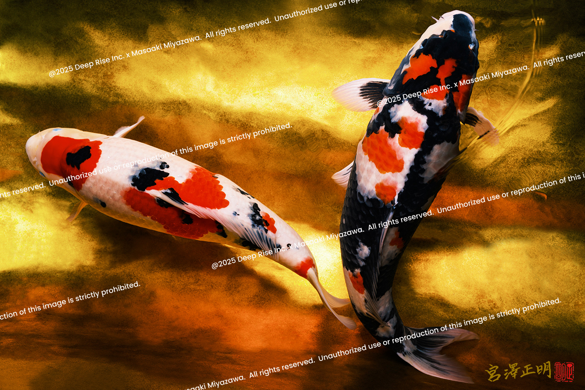 昭和レトロ 日本 絵画 油絵 錦鯉　锦鲤　Nishikigoi koi #鯉 #コイ #錦鯉 #錦 #瀧 #nishikigoi #Carp #鲤鱼