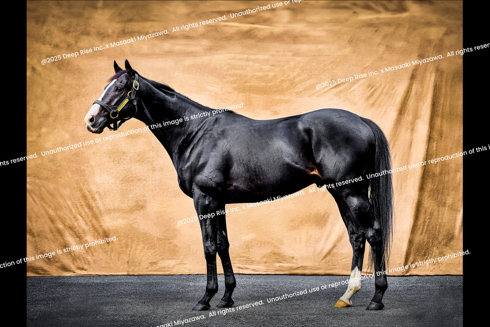 サラブレッドの肖像《Portraits of Thoroughbreds》