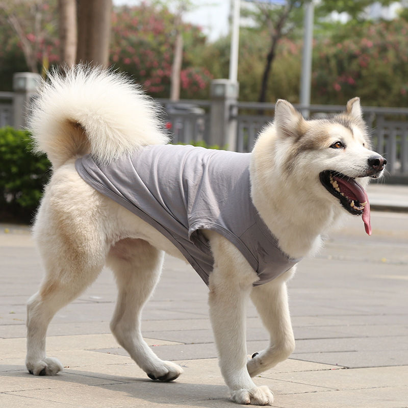 サムネイル： グレーの快適夏用犬服ベストTシャツを着用して歩く大型犬
