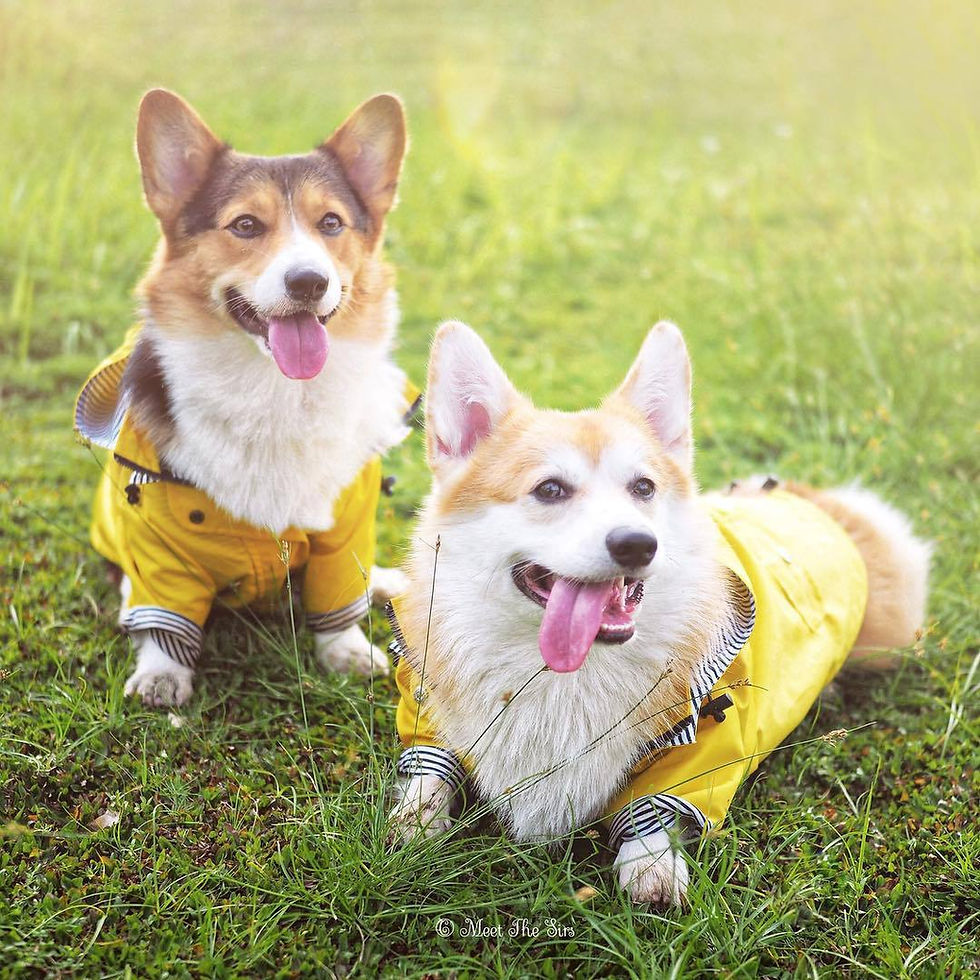 サムネイル： 二匹のコーギー犬が芝生に座って笑顔。黄色のレインコートを着ています。