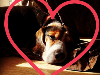 The loss of my dog Gavin was one of the hardest lessons I had to learn