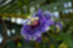 Purple passion flower.