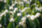 Coffee flowers.