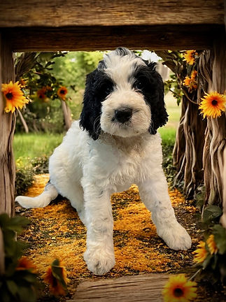: Adorable tricolor Bernedoodle puppy sitting in autumn leaves, family-raised and hypoallergenic, available in Southern Calif