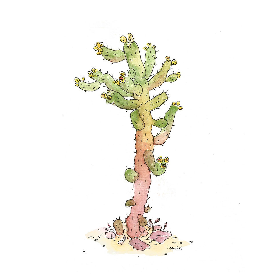 Cholla Cactus, Joshua Tree