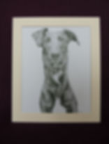 Lurcher Print