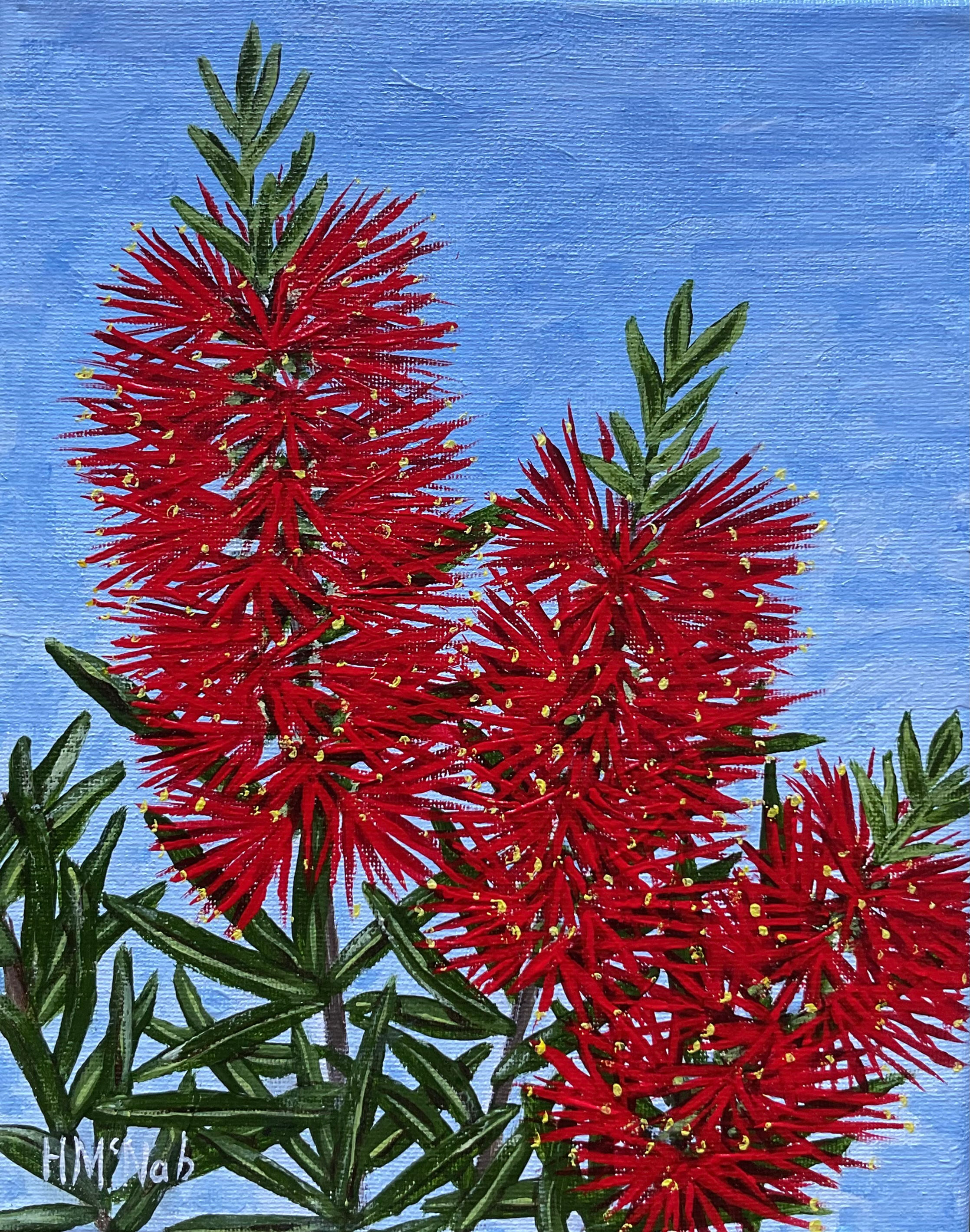 Red Bottlebrush - Realism Artwork
