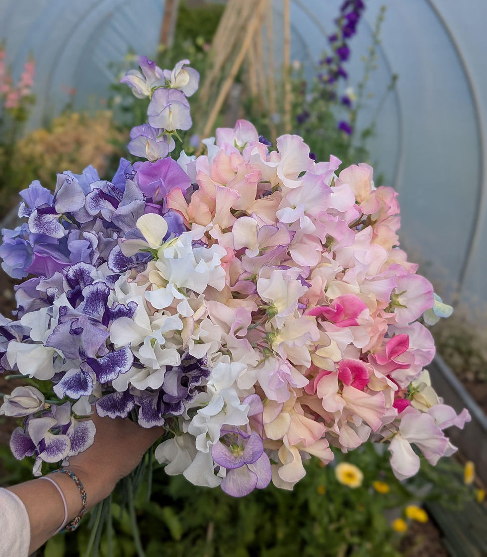 Freshly Picked Sweet Peas