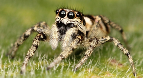 Jumping Spider Flow