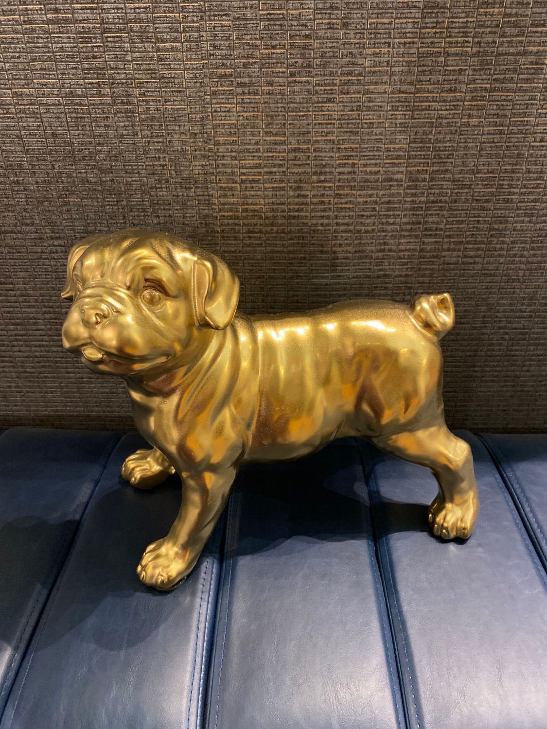 Gold pug dog 