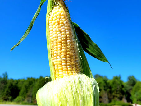 Fresh Ontario Corn