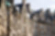 scotland-4970689_1280.jpg