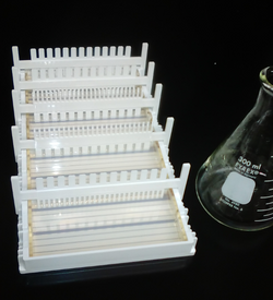 1st Agarose Gel in the Lab